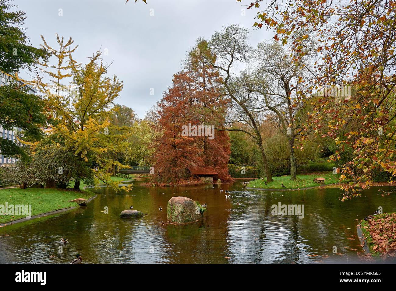 Le foglie d'autunno dorate galleggiano dolcemente su un tranquillo laghetto, creando una tranquilla e pittoresca scena di bellezza e riflessi stagionali. Foto Stock