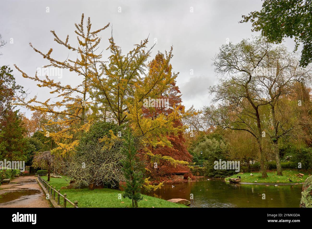 Le foglie d'autunno dorate galleggiano dolcemente su un tranquillo laghetto, creando una tranquilla e pittoresca scena di bellezza e riflessi stagionali. Foto Stock