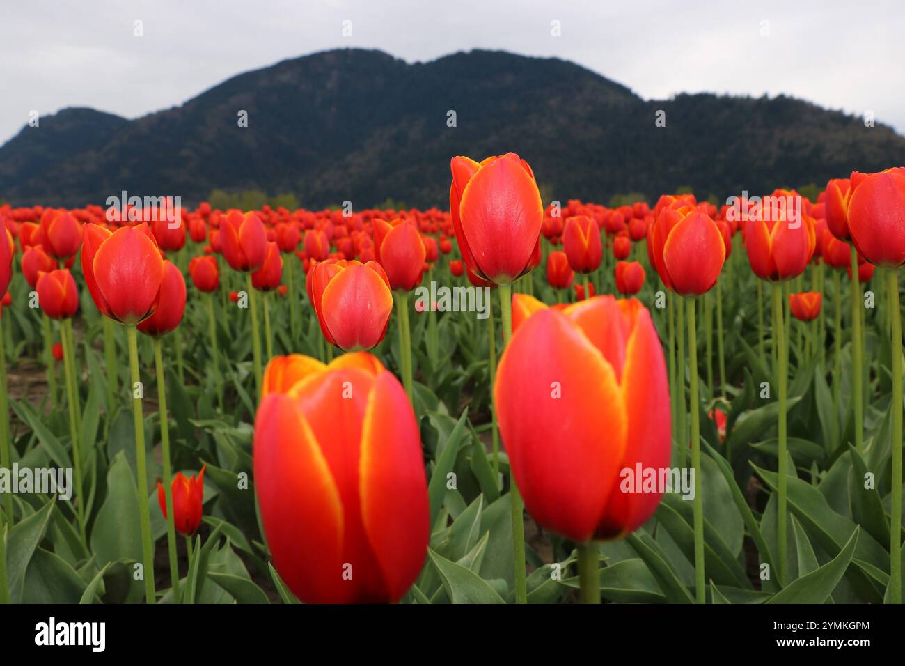 Un campo vibrante di tulipani rossi con bordi gialli si estende verso maestose montagne sullo sfondo, creando un incredibile contrasto della bellezza della natura Foto Stock