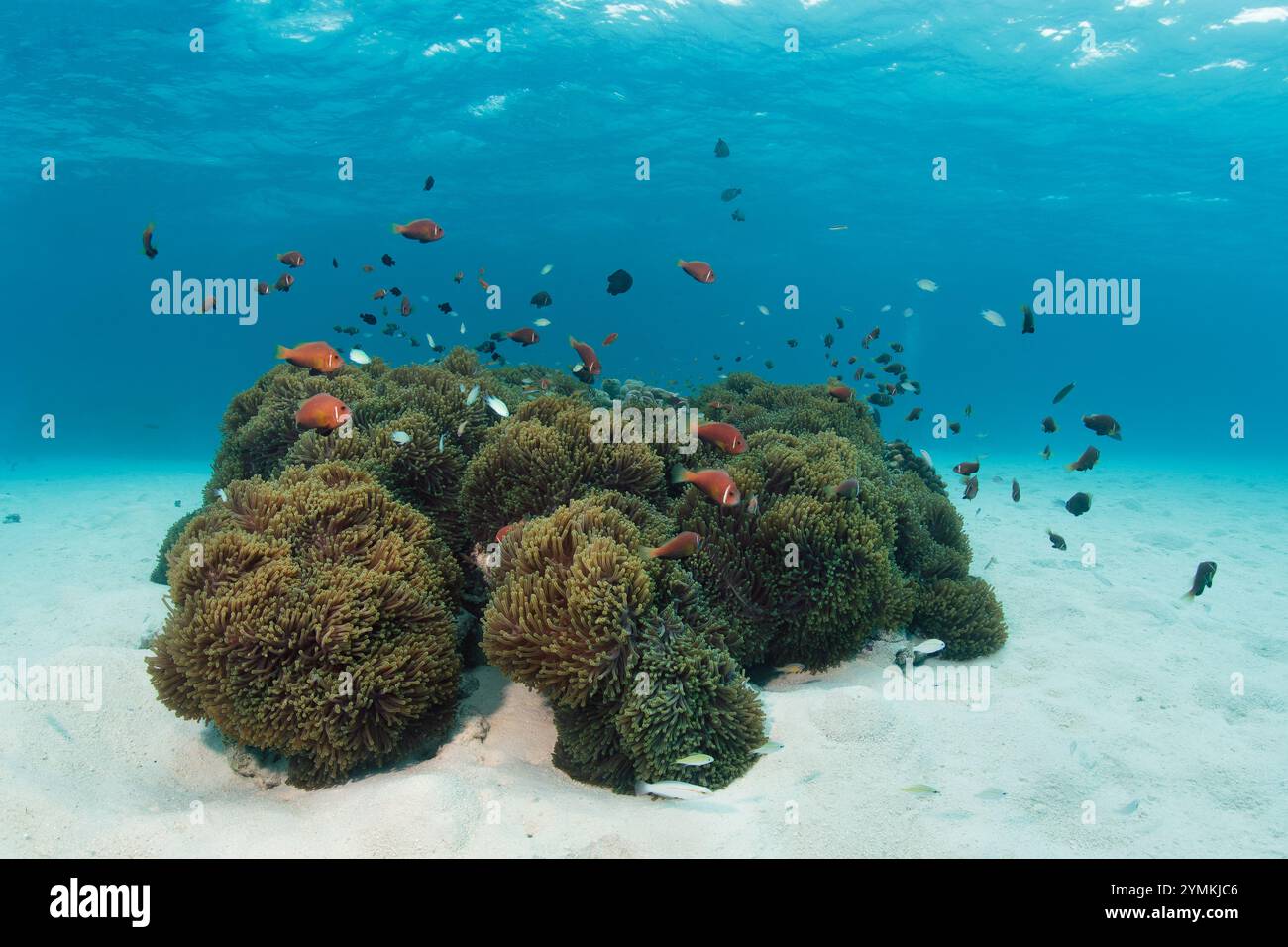 Una delle più grandi barriere coralline artificiali delle Maldive, dove i coralli prosperano nel vivaio corallino e sulle strutture sottomarine artificiali. Foto Stock