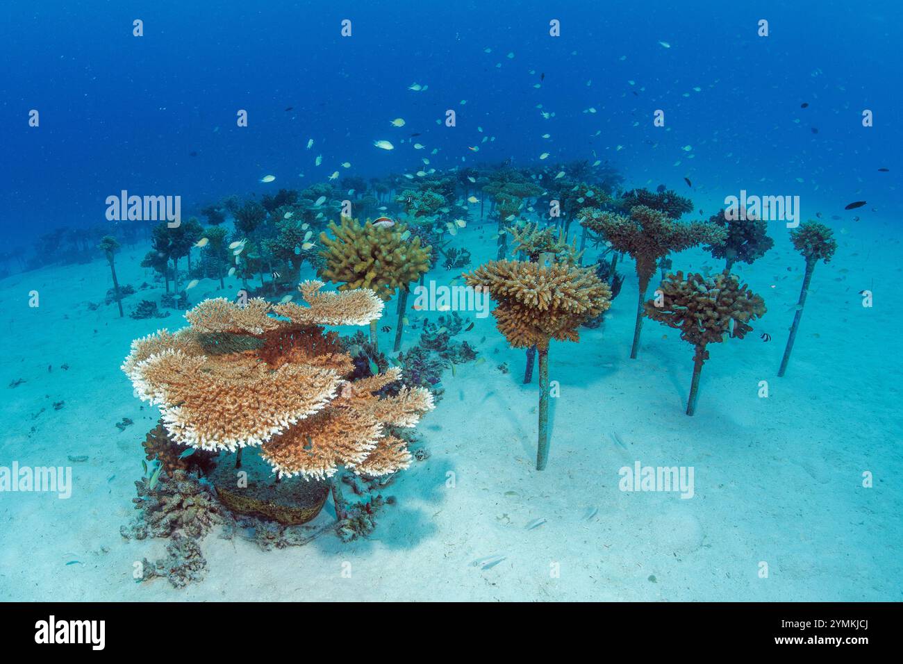 Una delle più grandi barriere coralline artificiali delle Maldive, dove i coralli prosperano nel vivaio corallino e sulle strutture sottomarine artificiali. Foto Stock