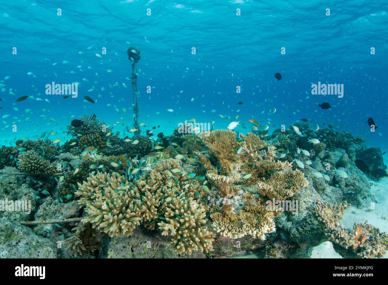 Una delle più grandi barriere coralline artificiali delle Maldive, dove i coralli prosperano nel vivaio corallino e sulle strutture sottomarine artificiali. Foto Stock