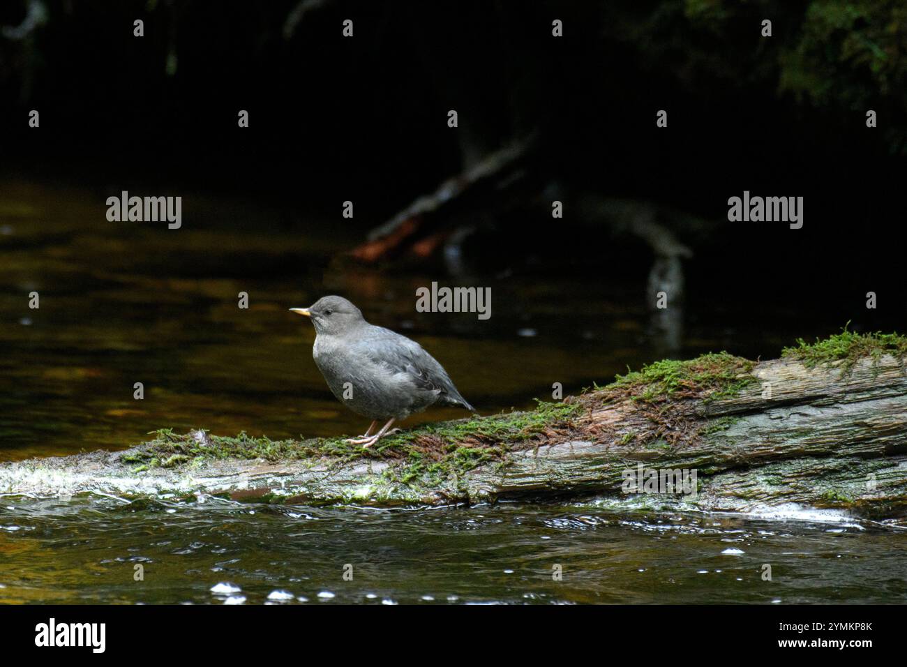 Canada, Columbia Britannica, costa centrale, Great Bear Rain Forest, Cinclus mexicanus, immersioni americane Foto Stock