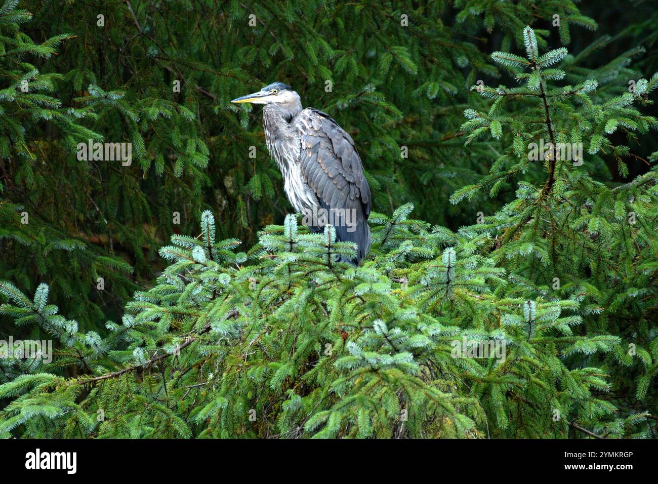 Canada, Columbia Britannica, Costa centrale, Great Bear Rain Forest, Great Blue Heron, Sitka Spruce, Foto Stock