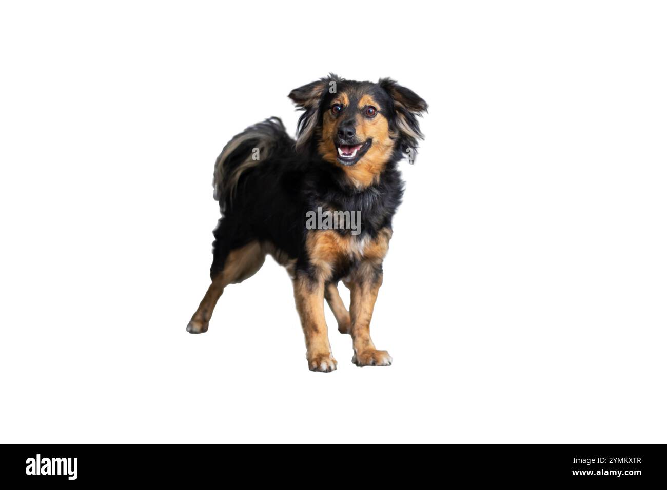 Un cane marrone e nero si trova attualmente su uno sfondo bianco pulito, creando un contrasto visivo sorprendente che ne mette in risalto le caratteristiche Foto Stock