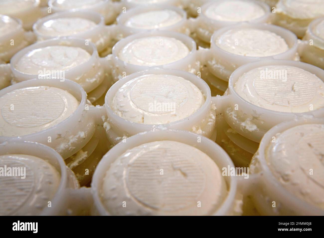 Svizzera, Svizzera, Vaud, Waadt, Canton de Vaud, Kanton Waadt, Prévonloup, Village, Dorf, villaggio, fromagerie, Käserei, caseificio, fromage, Käse, formaggio, chèvre, chèvres, Ziege, Ziegen, capra, capra, la Capricieuse, agricoltura, Landwirtschaft, agricoltura Foto Stock