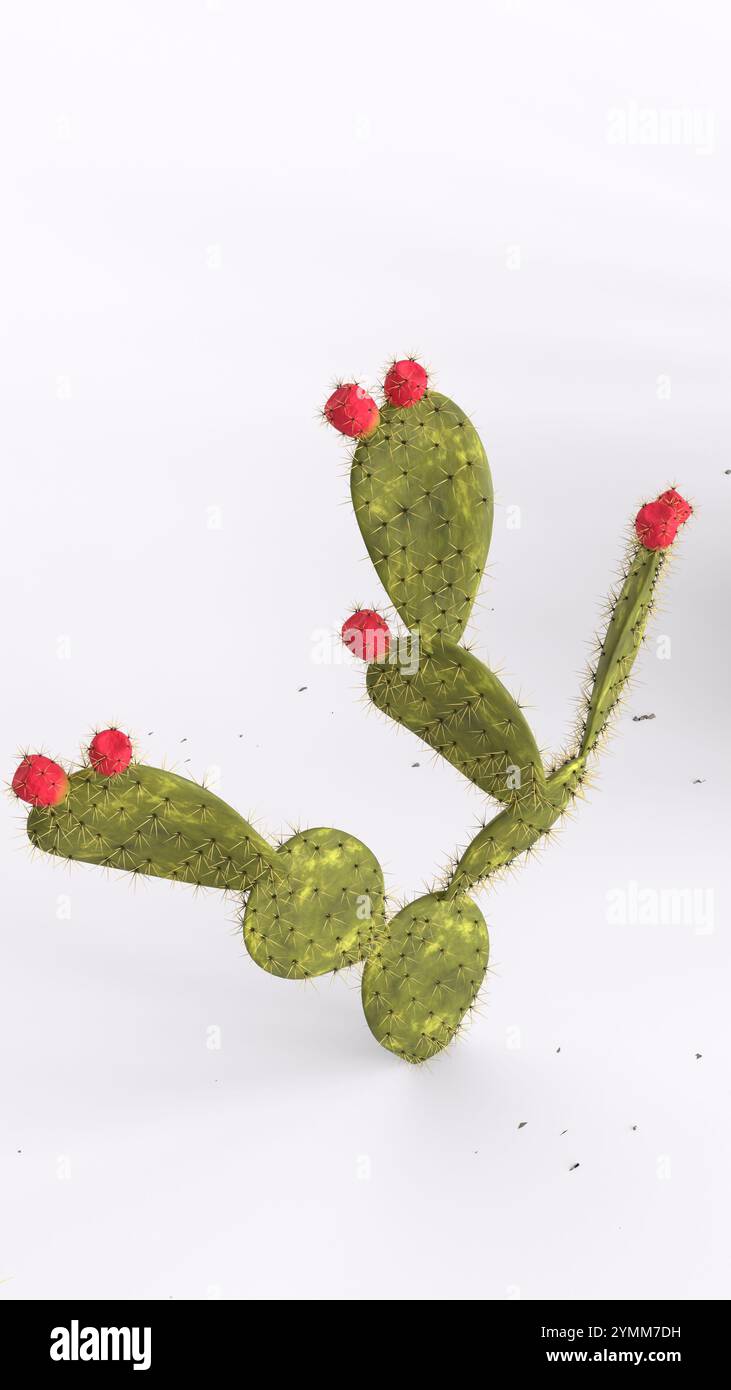 Pianta di cactus con sfondo bianco Foto Stock