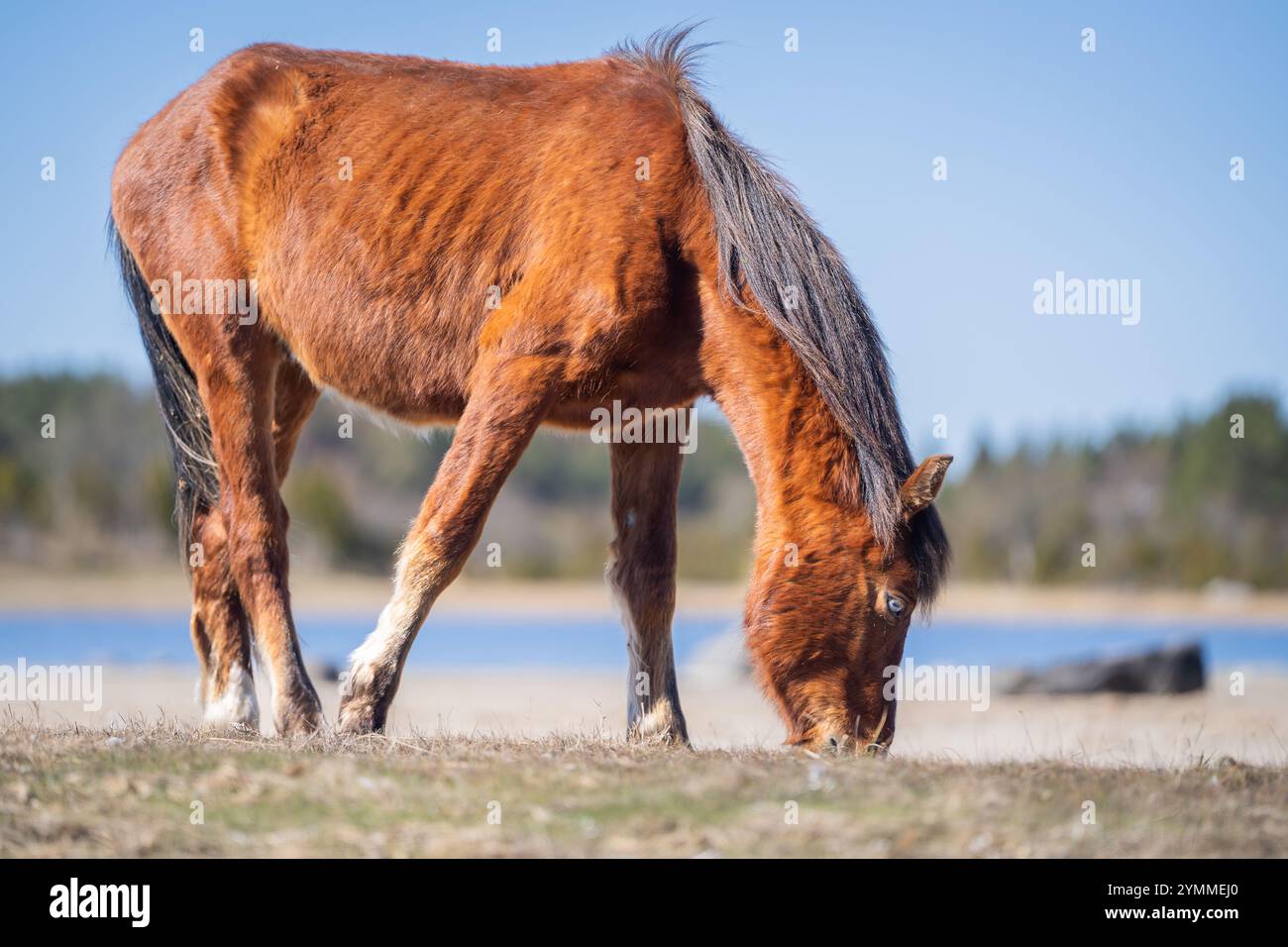 Cavallo nativo estone (Estone Klepper) che pascolano nel prato costiero. Cavallo color castagno con fiamme bianche sul prato della spiaggia. Primavera su Foto Stock