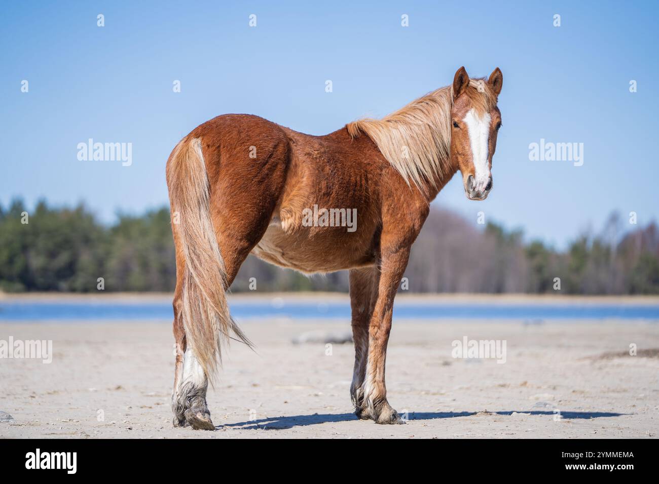 Cavallo nativo estone (Estone Klepper) in piedi nel prato costiero. Primavera sull'isola. Cavallo Red roan con fiamme bianche in piedi sulla san Foto Stock