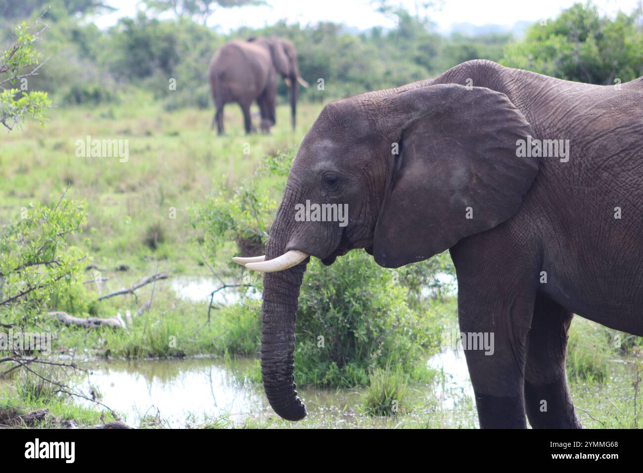 Elefanti africani sul fiume Nilo visti al Safari nel Parco Nazionale delle Cascate Murchison, Uganda Foto Stock