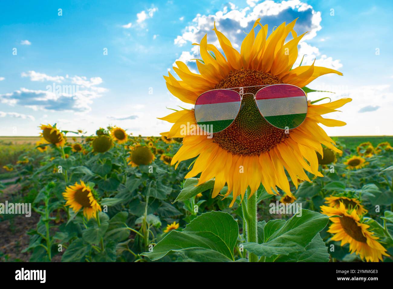 Fiore di girasole giallo in occhiali da sole a forma di bandiera dell'Ungheria sullo sfondo di un campo di girasole Foto Stock