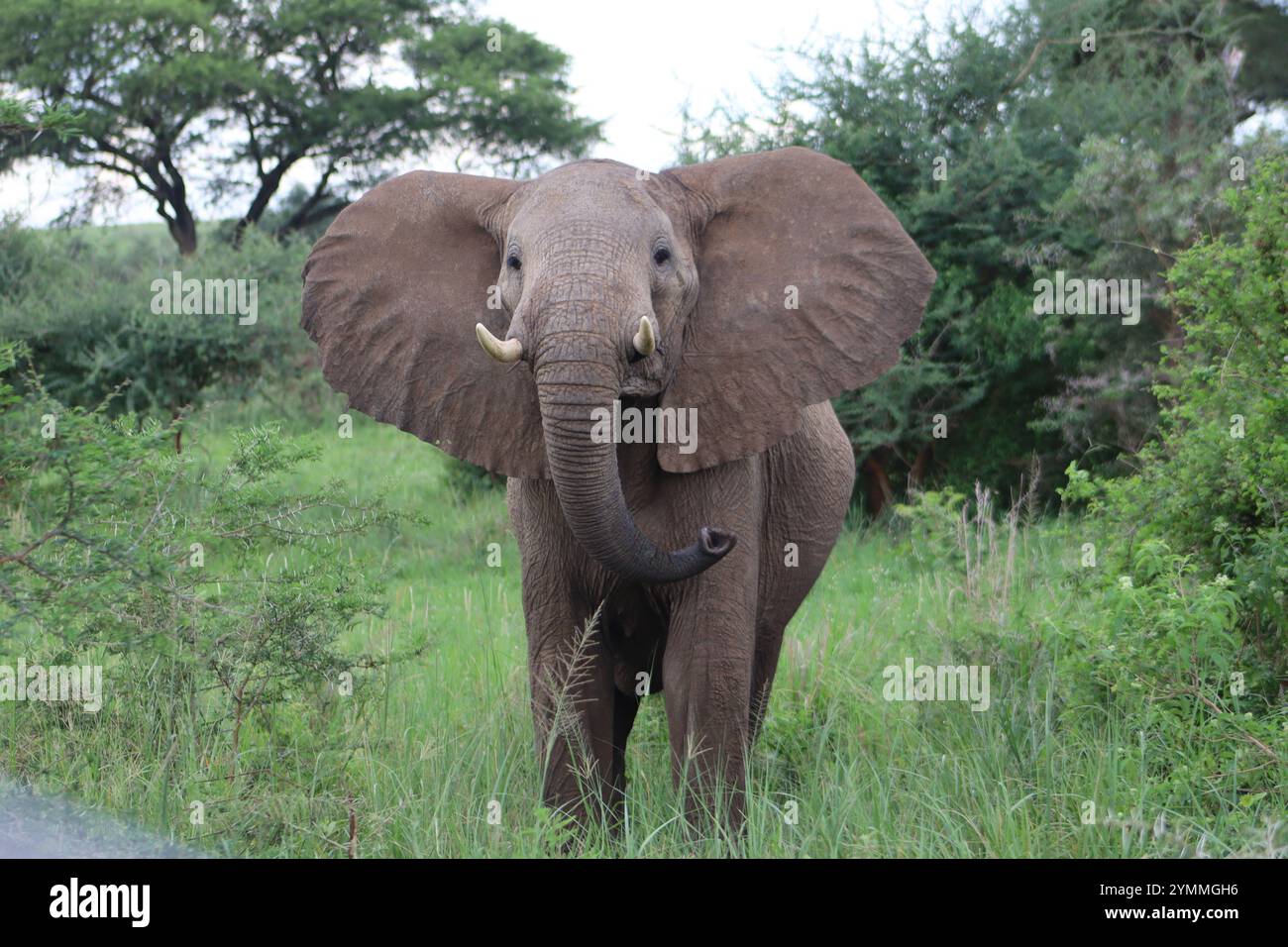 Branco di elefanti africani nell'habitat naturale del Parco Nazionale di Murchison Falls in Uganda Foto Stock