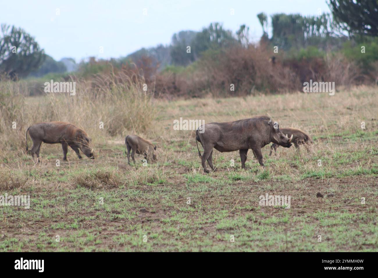 Warthog in Natural habitat mangiare Foto Stock