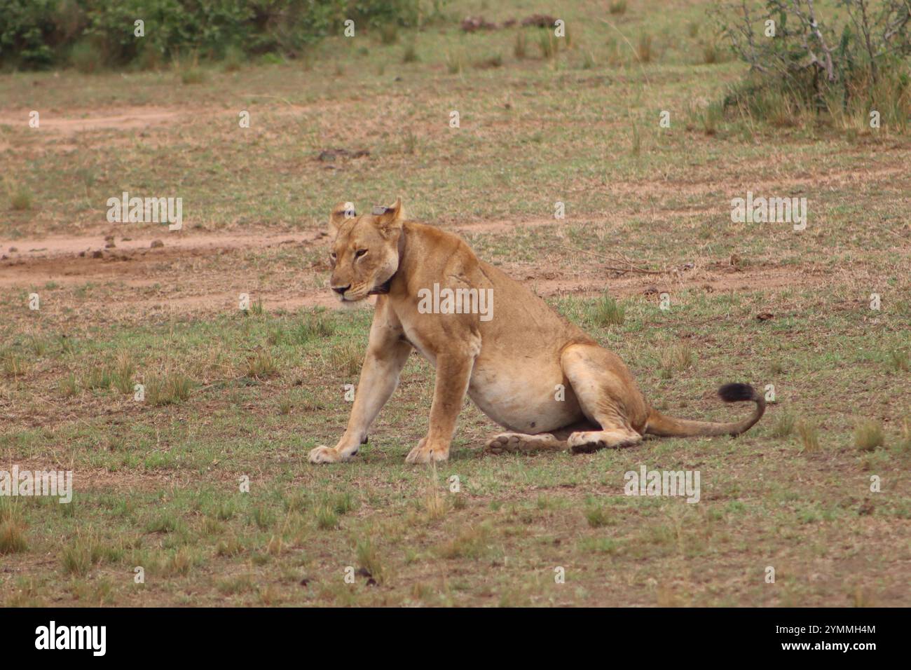 Pregant female Lion a Savanna Foto Stock