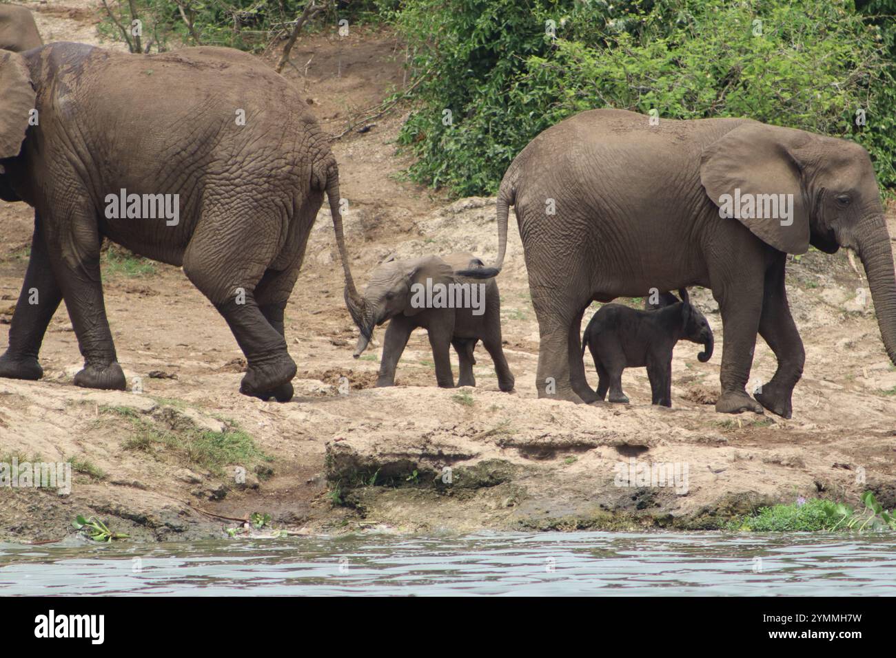 Drink per famiglie con elefante selvaggio sulla riva del fiume - Canale di Kazinga Foto Stock