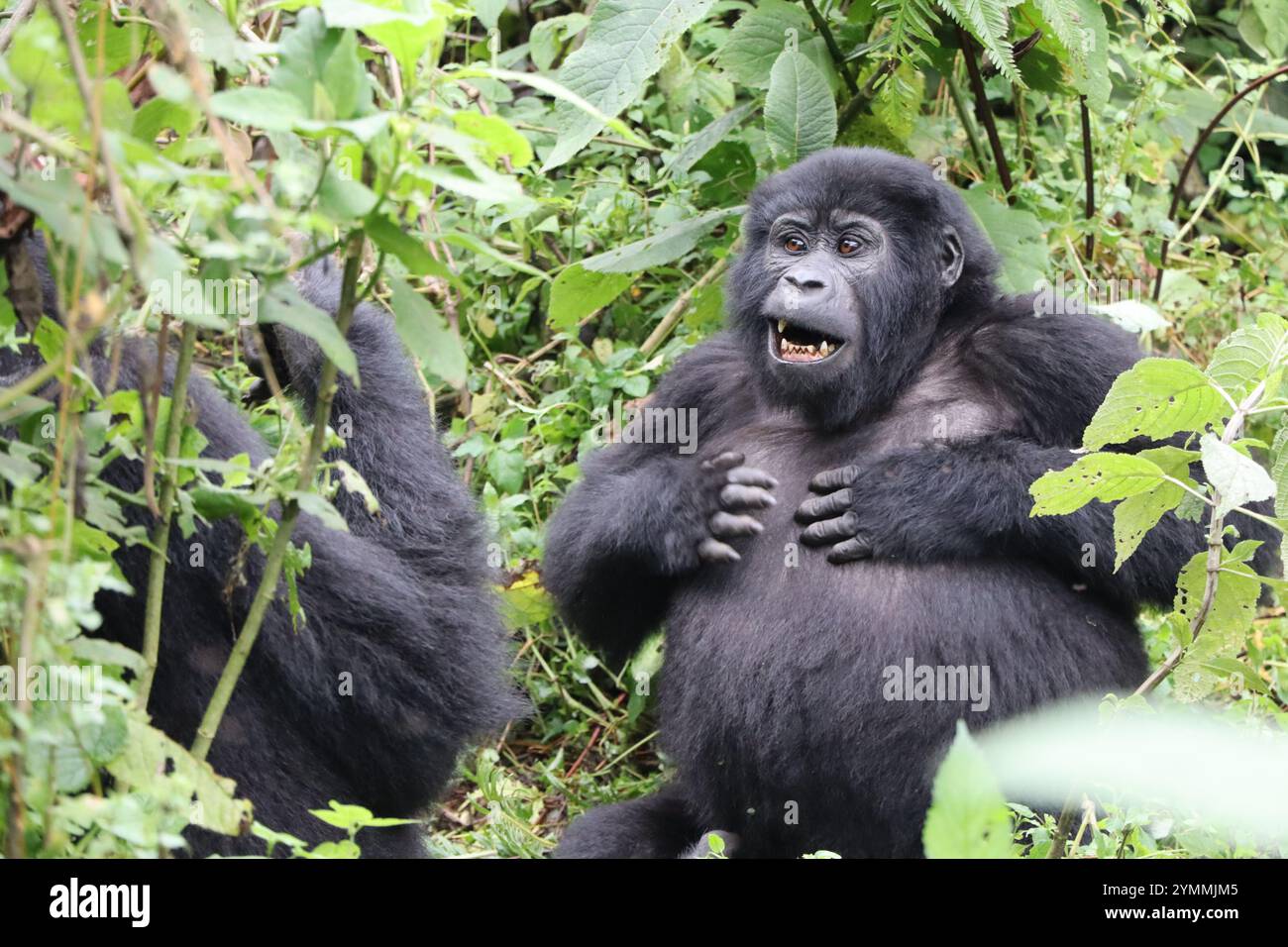 Un giovane gorilla di montagna che batte il petto nella Foresta impenetrabile di Bwindi in Uganda Foto Stock