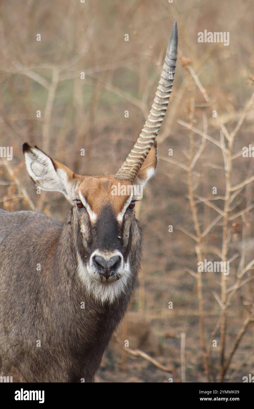 Waterbock con un solo corno - unicorno Foto Stock
