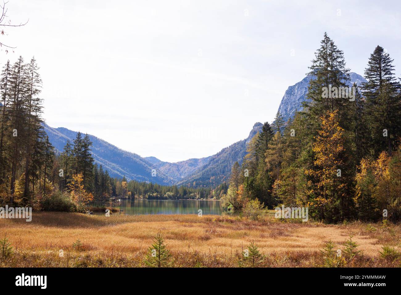 Berge der Reiteralpe mit Wald am Hintersee im Herbst, Ramsau, Berchtesgaden, Berchtesgadener Land, Oberbayern, Bayern, Deutschland Foto Stock