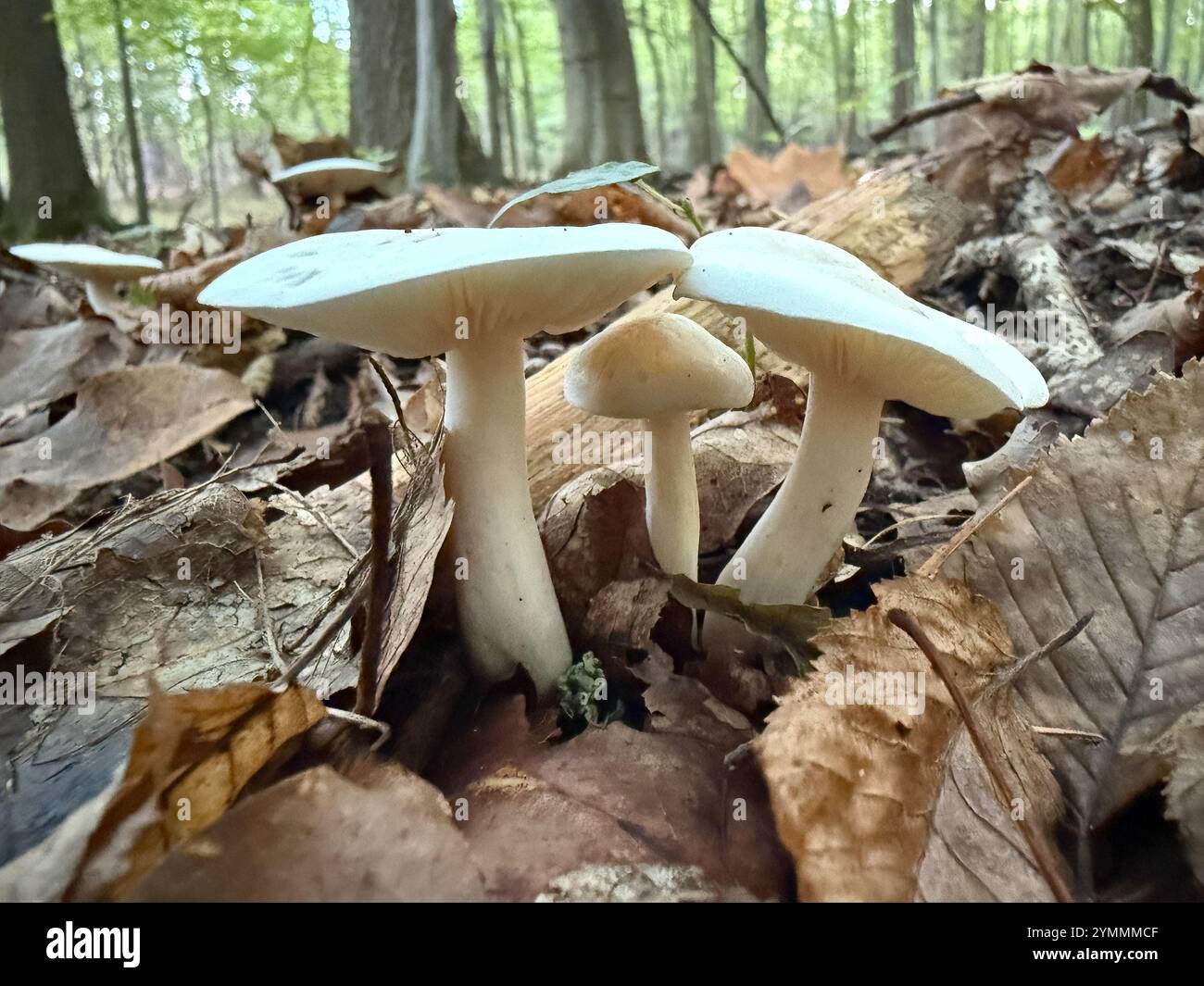 Tricholoma stiparophyllum, noto come fungo chimico del cavaliere Foto Stock