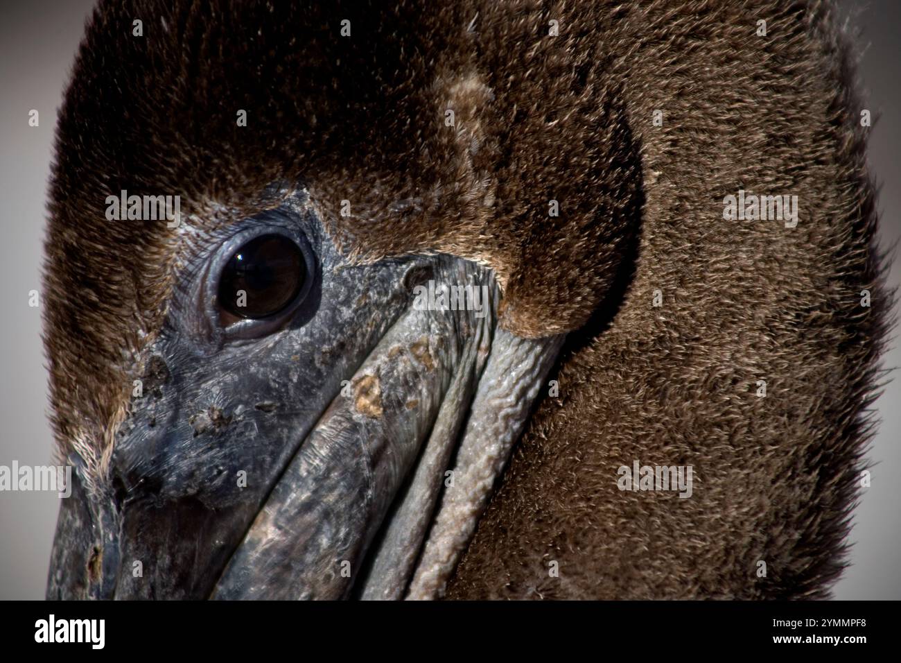 Un pellicano si trova nel porto turistico della città di Loreto, nello stato meridionale della bassa California del Messico Foto Stock