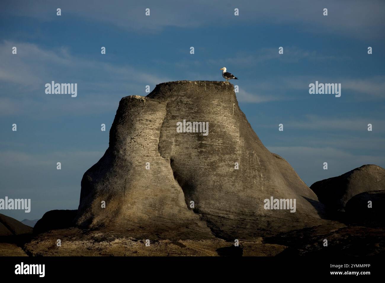 Un gabbiano si trova su una formazione rocciosa vicino alla città di Loreto, nello stato meridionale della bassa California del Messico Foto Stock