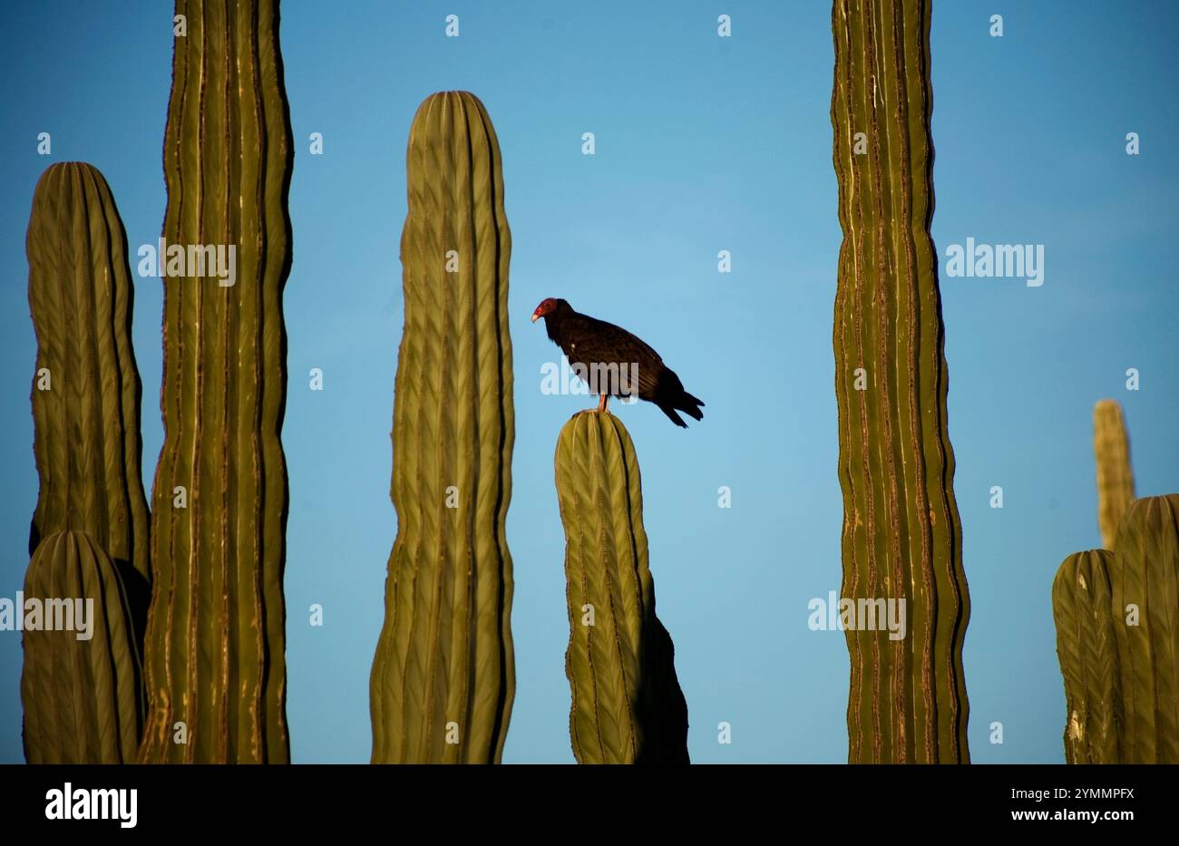Un ronzio si trova su un cactus nel deserto nello stato meridionale della bassa California del Messico Foto Stock