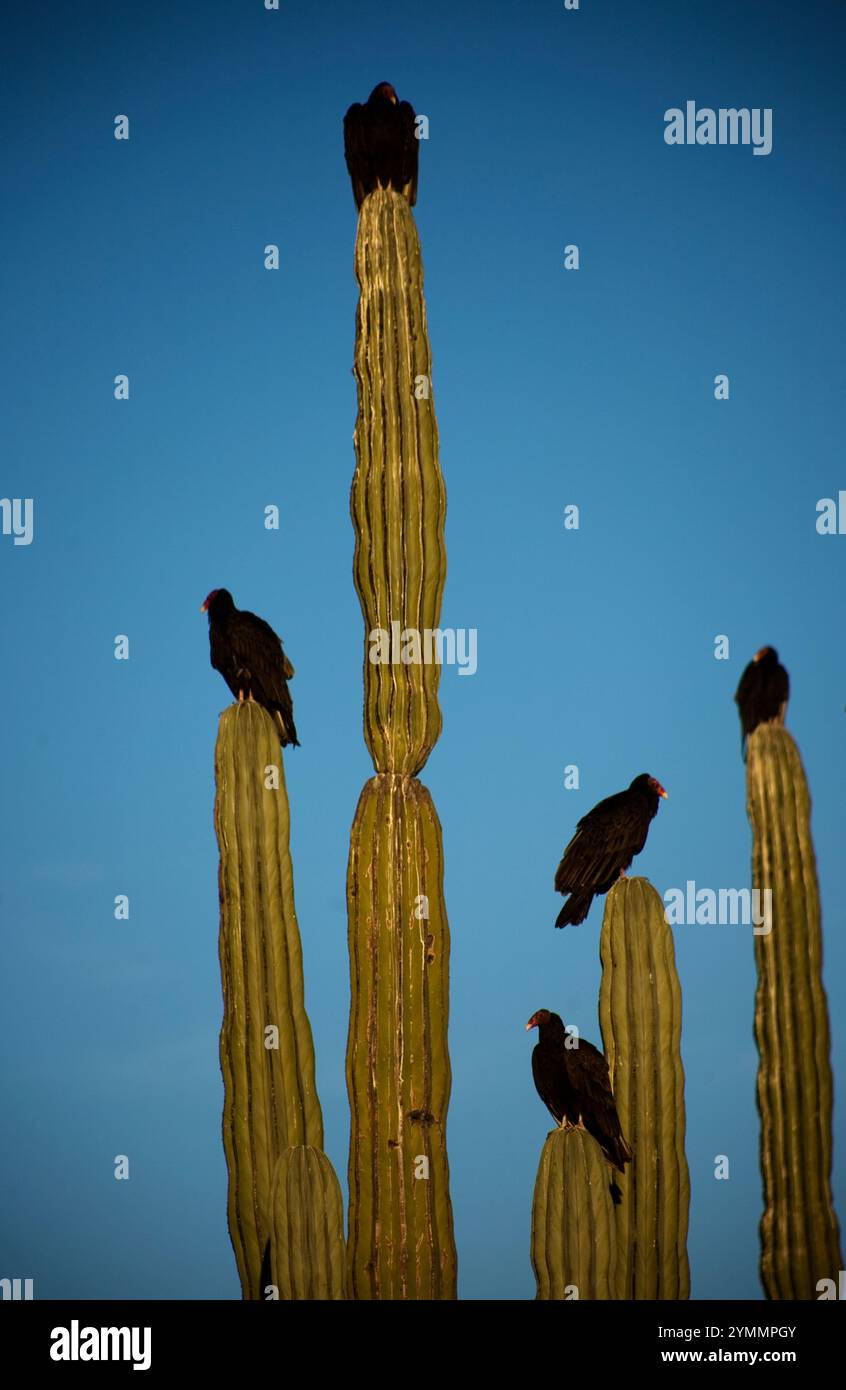 Le rondini si aprono sui cactus nel deserto, nello stato meridionale della bassa California del Messico Foto Stock