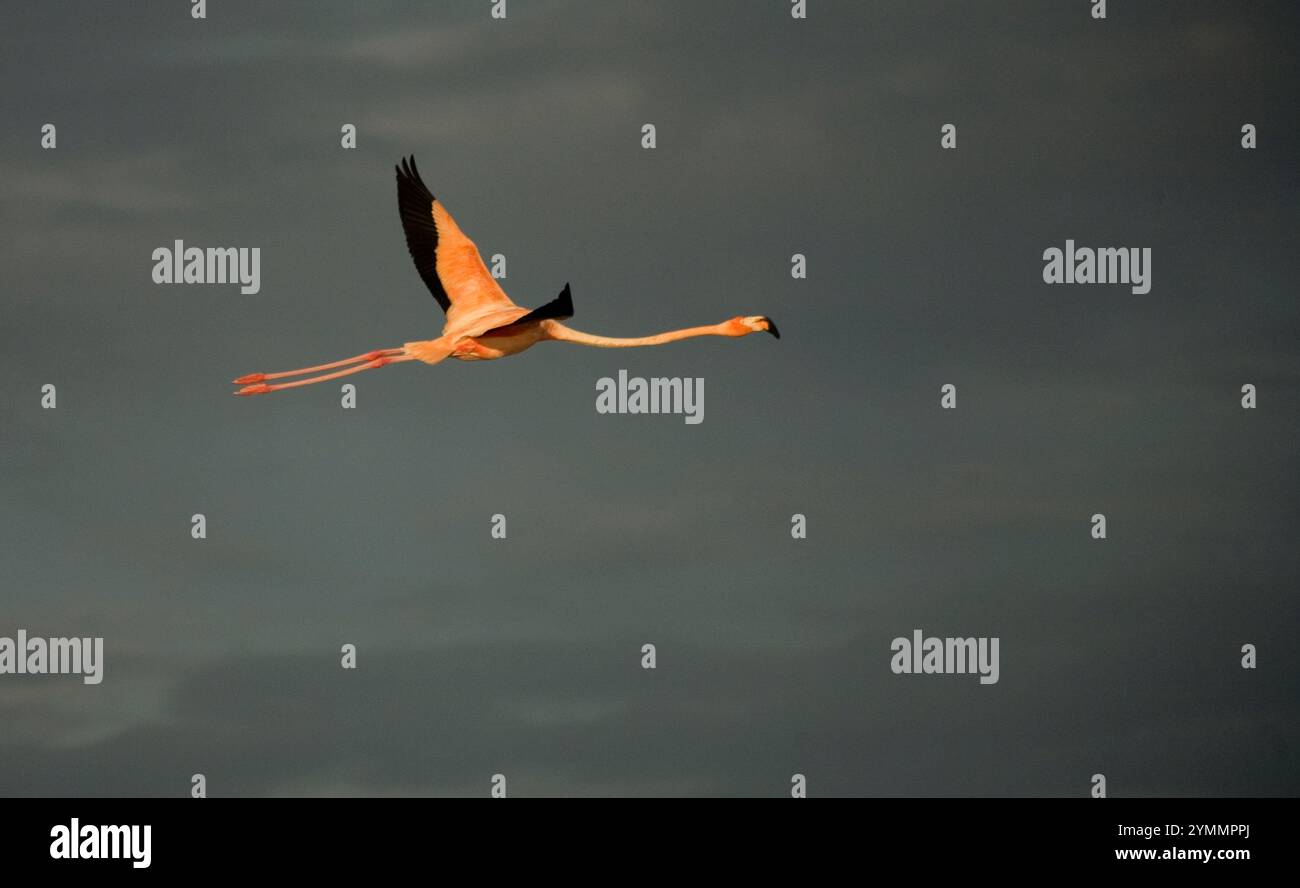 Un fenicottero rosa vola a Celestun sulla penisola dello Yucatan in Messico Foto Stock