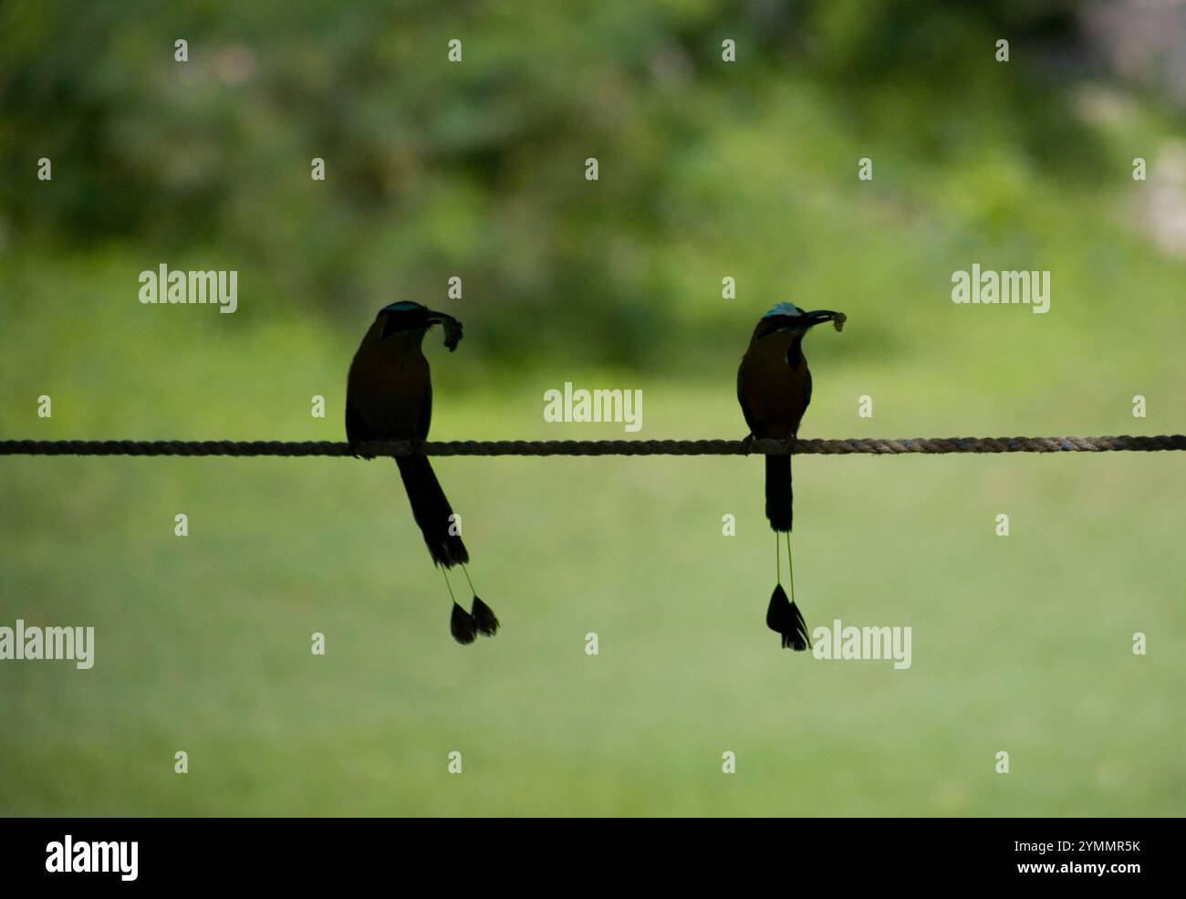 Due Motmot turchesi si aprono su un filo nella città maya di Mayapan nella penisola dello Yucatan, Messico Foto Stock