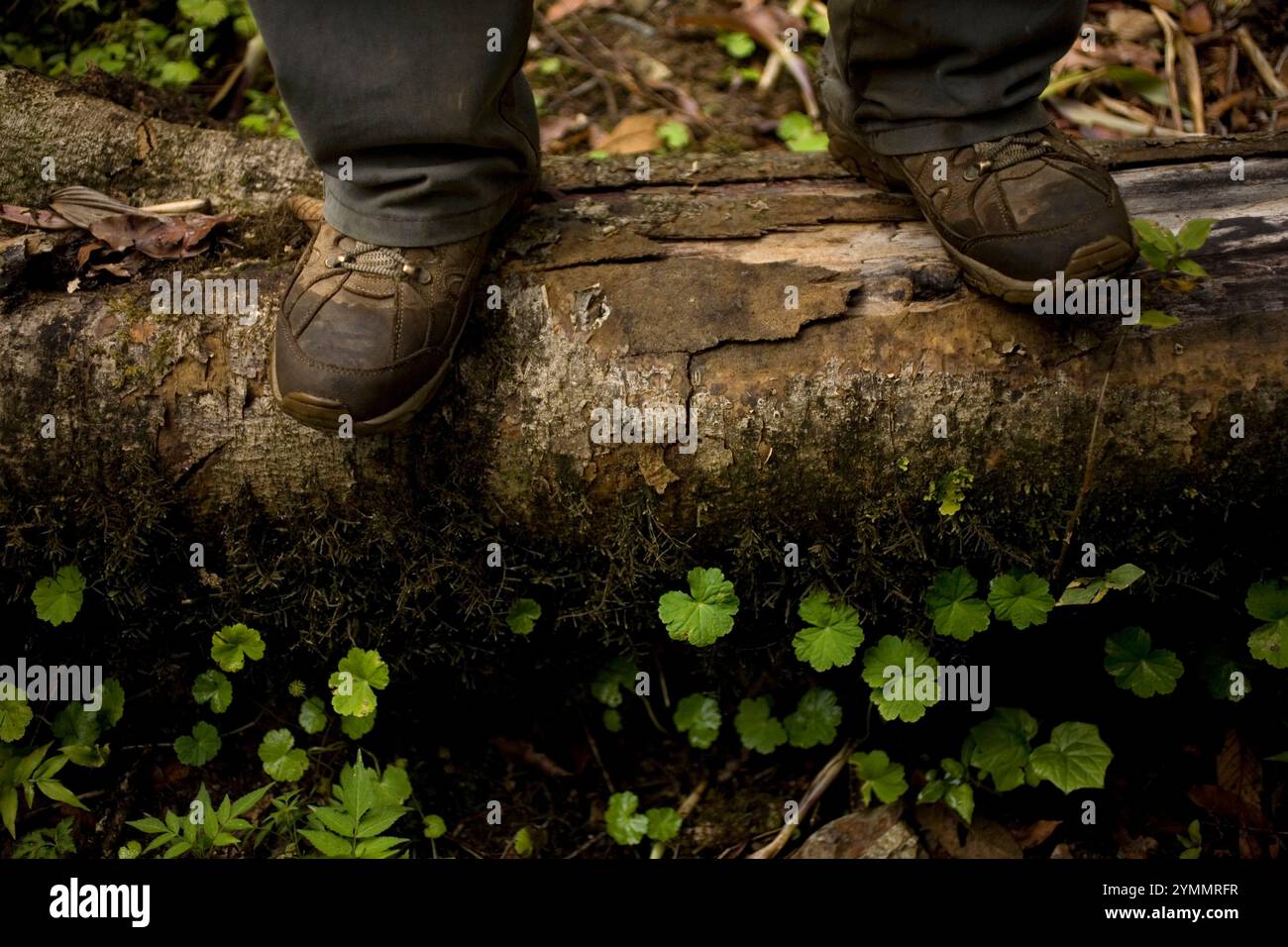 Un biologo sale su un tronco d'albero. Foto Stock