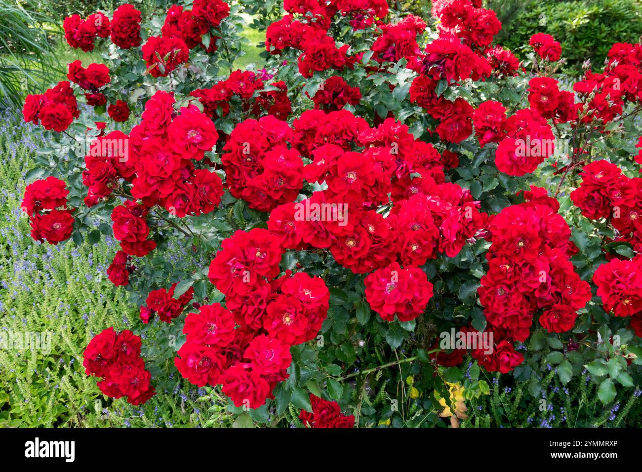 Bella Rosa bellezza Rose rosse splendidamente arbusti Fiori fioritura Fiori fioritura in pieno fiore Kordes Roses Garden naturale Foto Stock