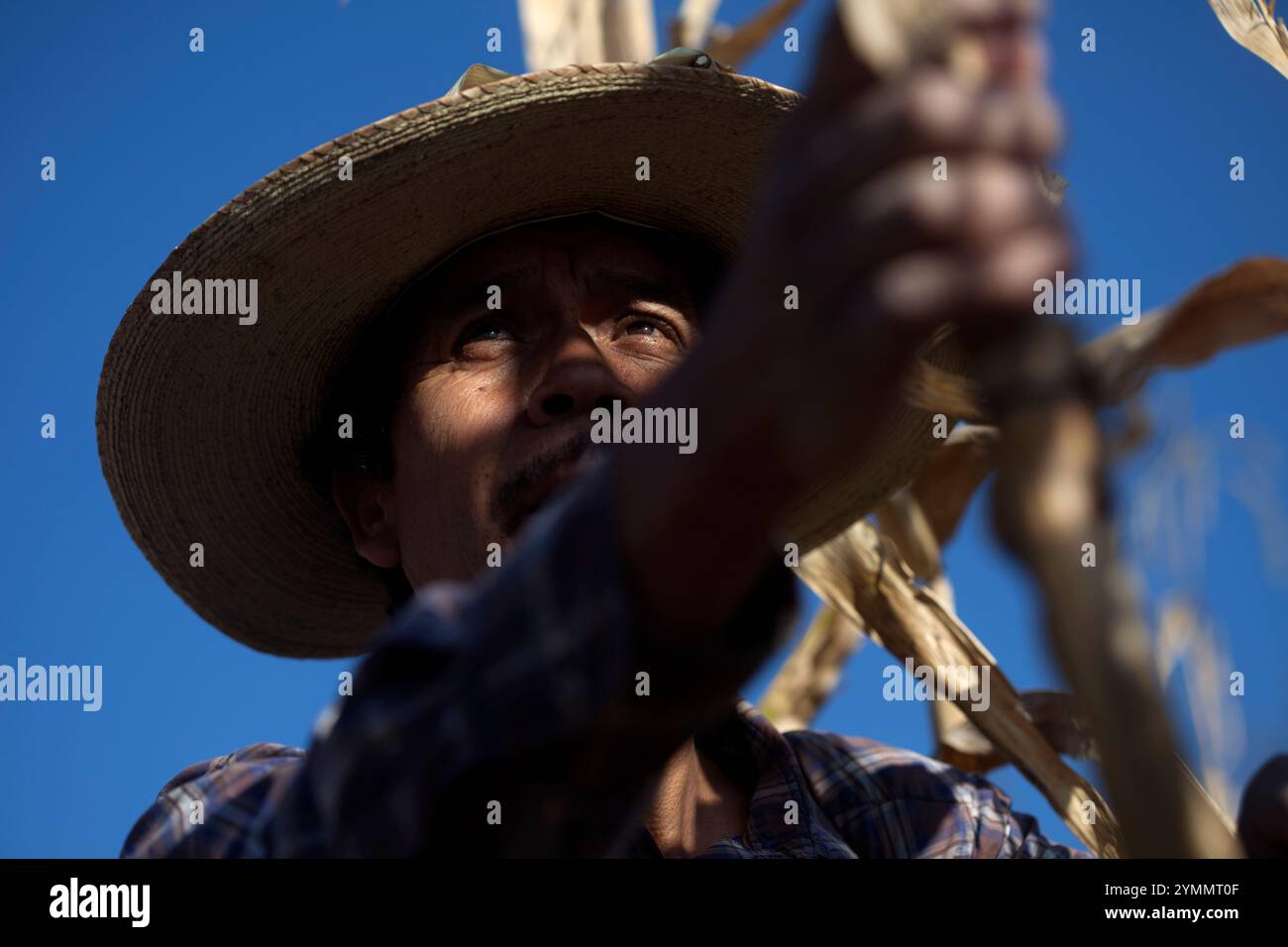 "Tomaicito' che lavora per proteggere e salvare l'originale varietà di mais messicano lavora nella sua fattoria in 'Tepetlixpa Banca del seme' Foto Stock