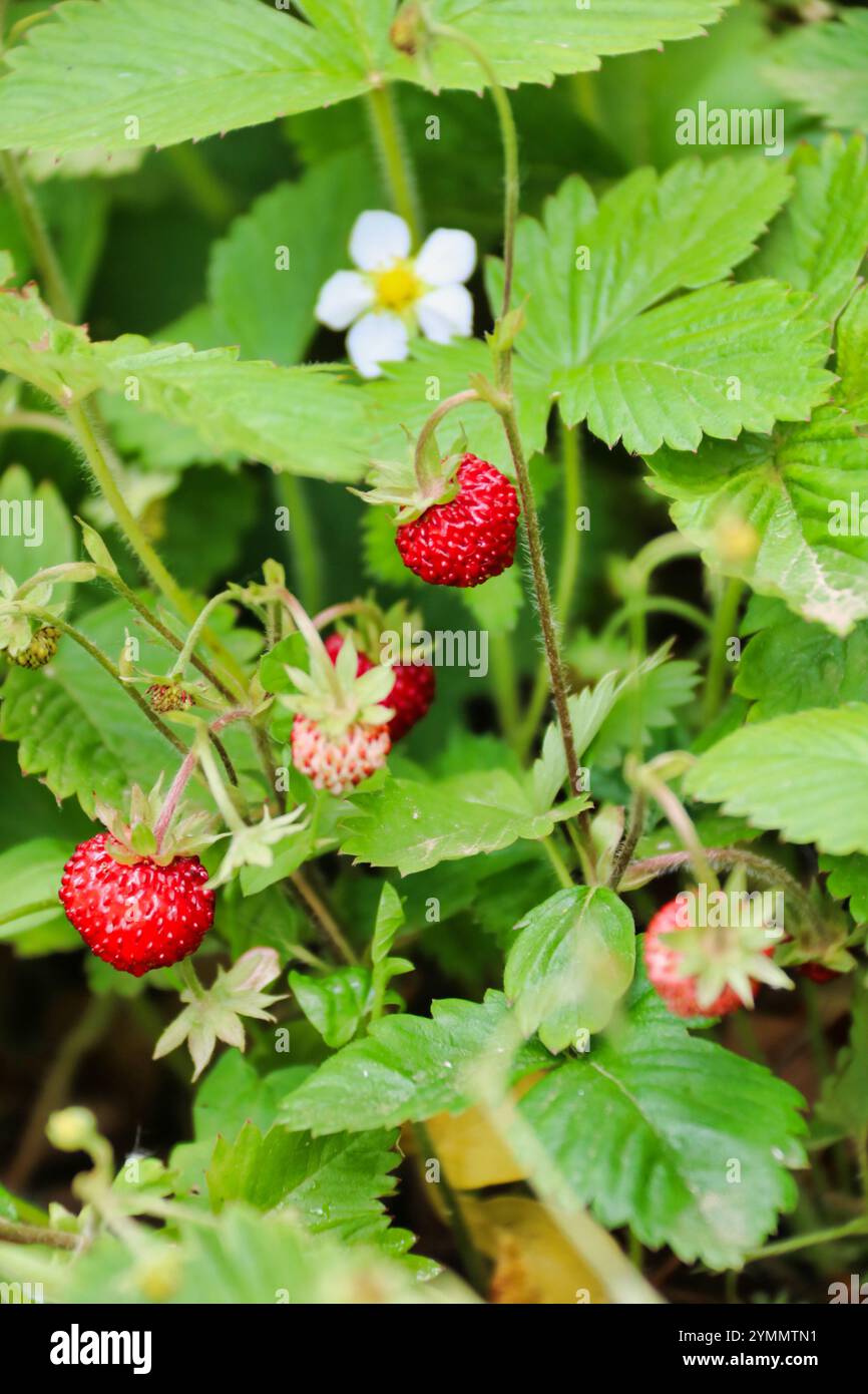 primo piano di fragole selvatiche tra foglie verdi, verticale Foto Stock
