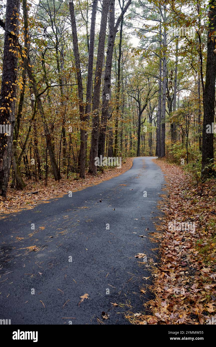 Strada bagnata attraverso una foresta autunnale Foto Stock