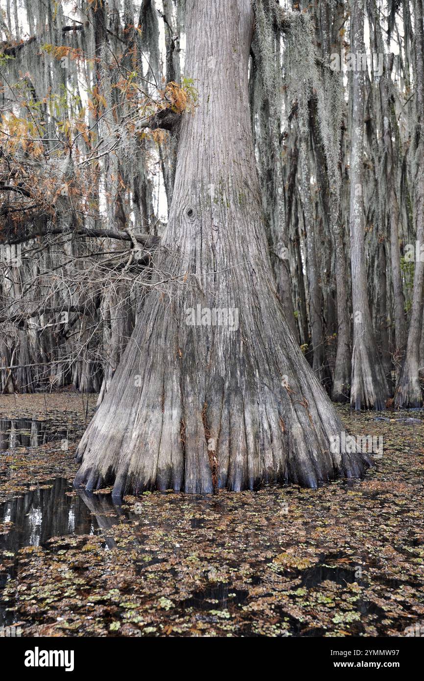 Tronco dell'albero di Grand Cypress che si solleva dalla palude Foto Stock