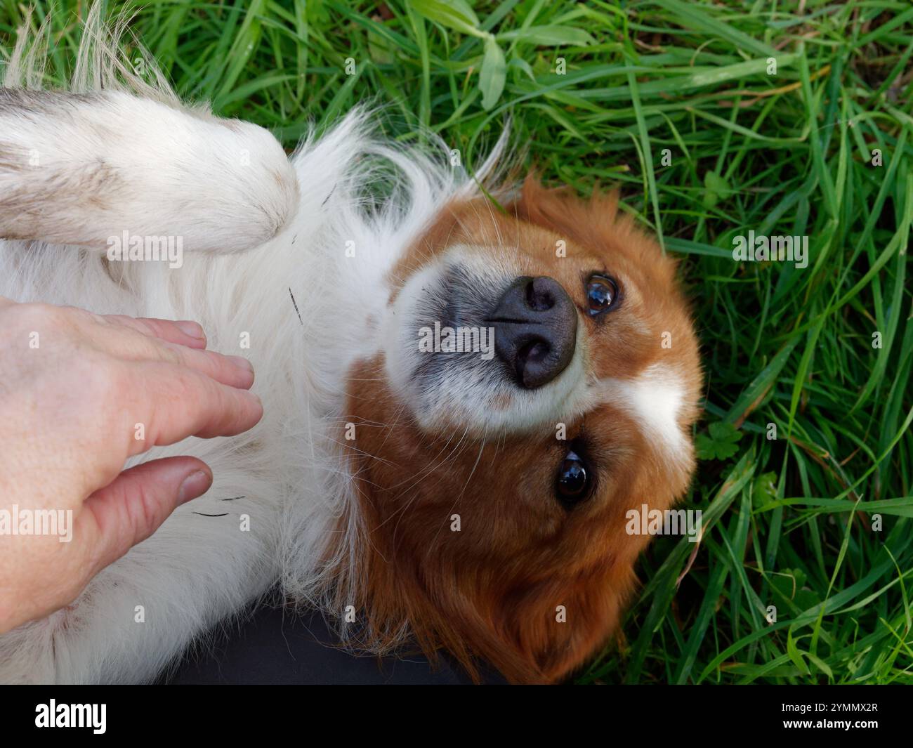 Carino cane da compagnia con bellissimi occhi tristi sdraiati sulla schiena accarezzati da una mano Foto Stock