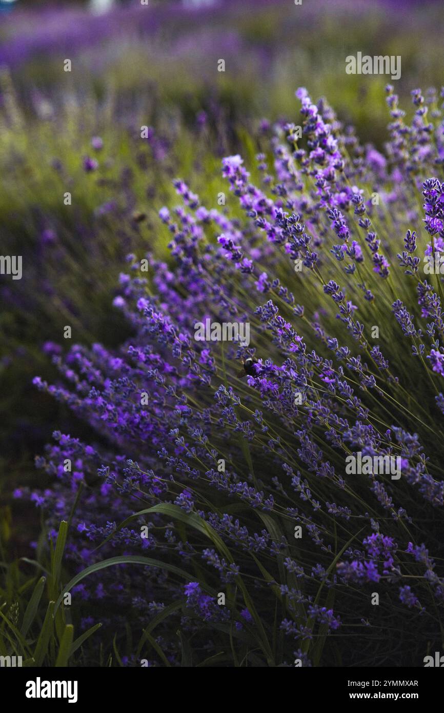 Lavanda fiori sul campo Foto Stock