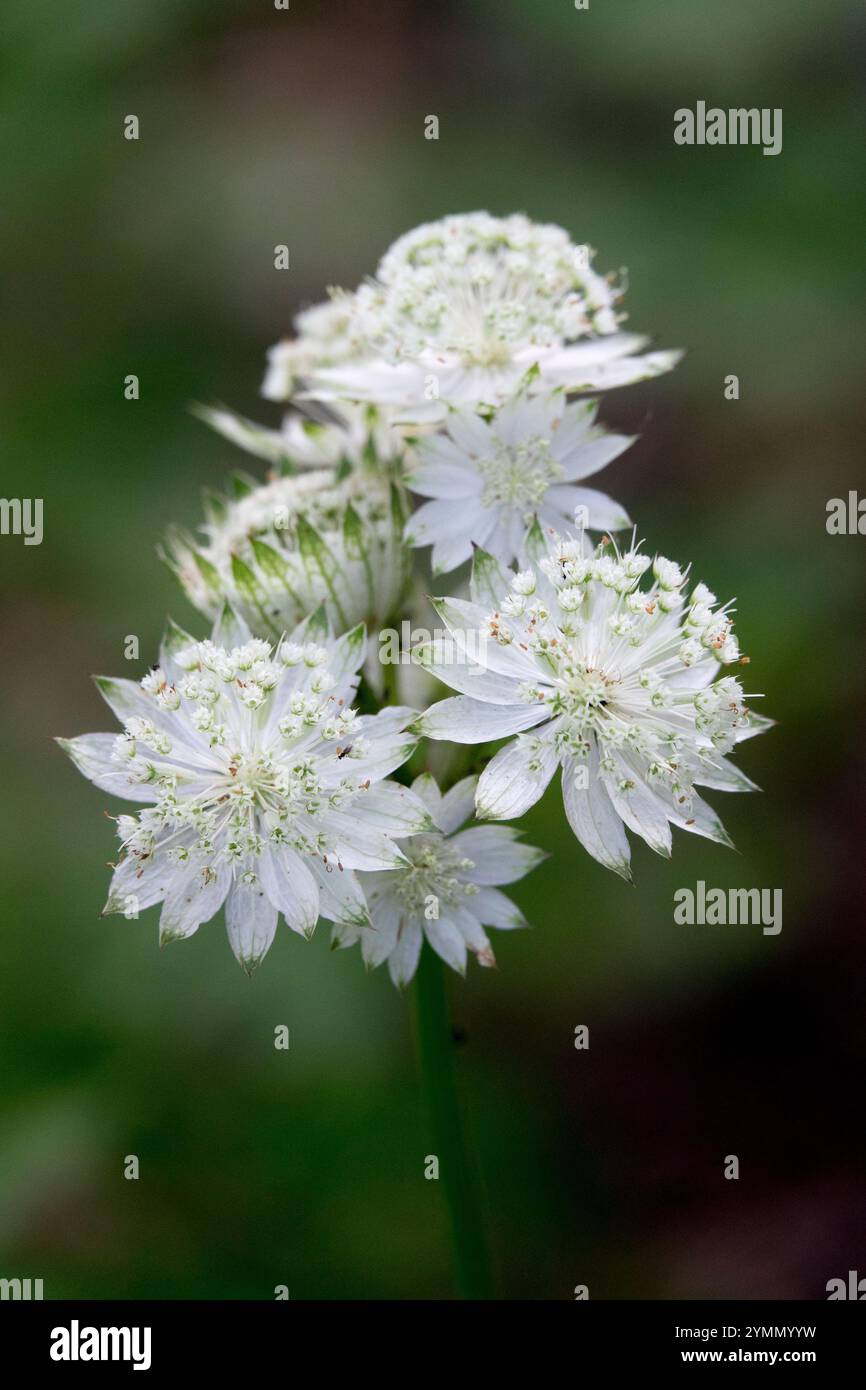 Masterwort Astrantia Major "White Angel" Foto Stock