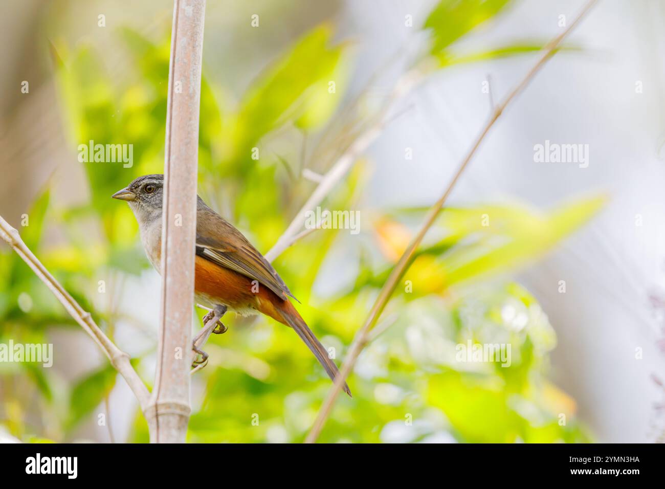 finch con gola grigia (Microspingus cabanisi) arroccato su un ramo. Foto Stock