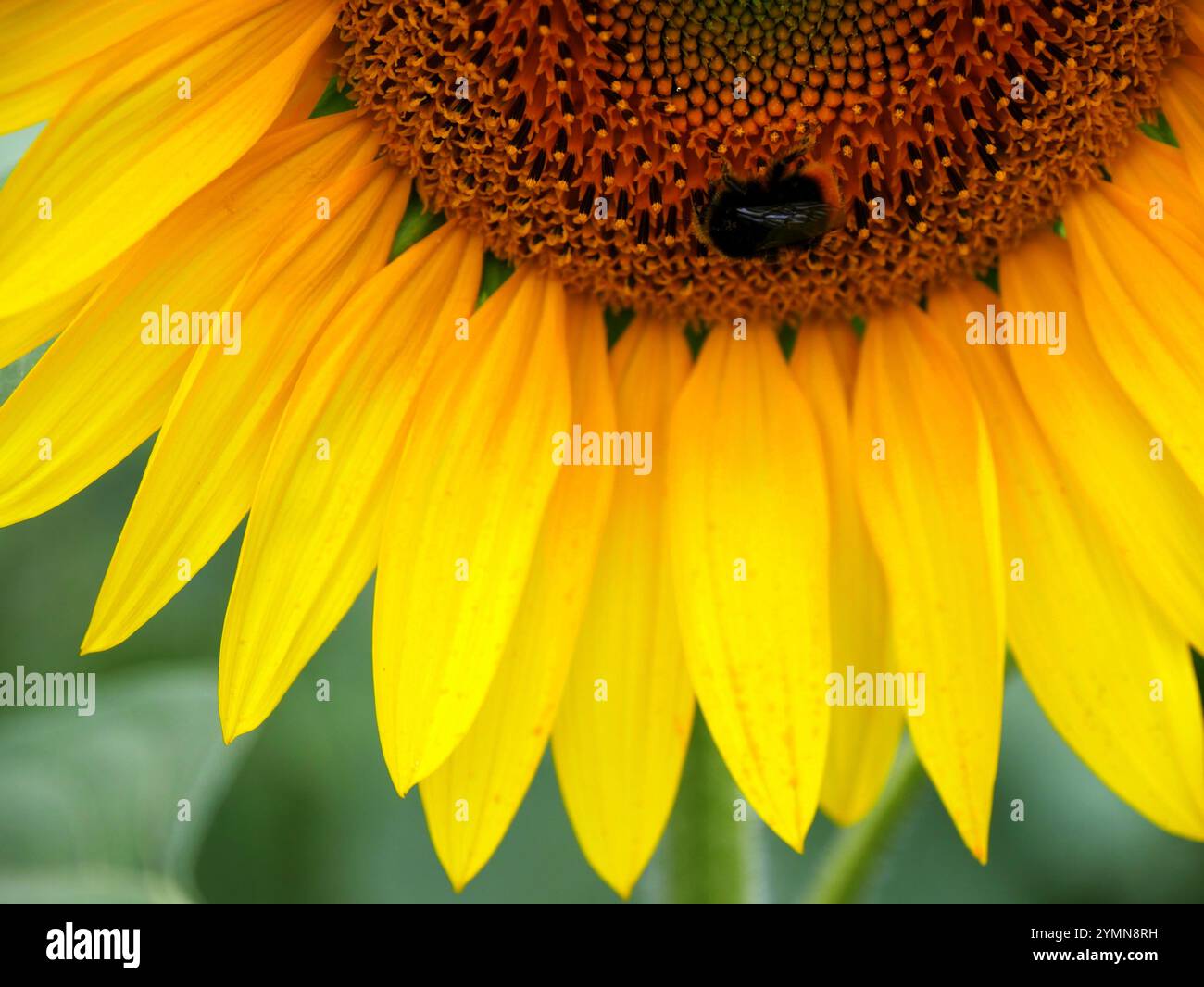 insetto di bumblebee all'interno di un girasole, impollinatore in estate. Foto ravvicinata della testa fiorita di Helianthus annuus con l'ape bombus Foto Stock