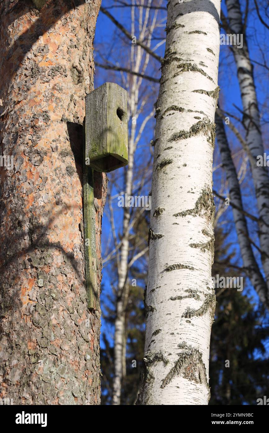 Una casa per gli uccelli installata sul tronco di un albero è pronta per l'insediamento di uccelli selvatici nel periodo di nidificazione primaverile Foto Stock