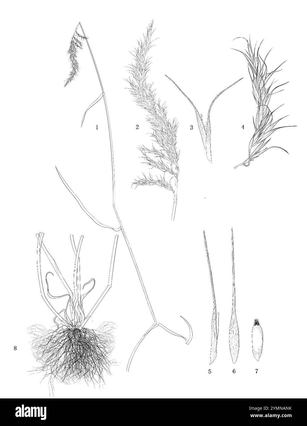 Xining. 22 novembre 2024. Questa immagine non datata mostra un'illustrazione delle caratteristiche morfologiche di Elymus multiramosus, una nuova specie di Poaceae. I ricercatori cinesi hanno scoperto una nuova specie di Poaceae nella provincia di Qinghai nella Cina nord-occidentale sull'altopiano di Qinghai-Xizang e l'hanno chiamata Elymus multiramosus. I risultati sono stati pubblicati in una recente edizione della rivista scientifica internazionale PhytoKeys. PER ANDARE CON "nuove specie di Poaceae scoperte sull'Altopiano di Qinghai-Xizang" credito: Xinhua/Alamy Live News Foto Stock