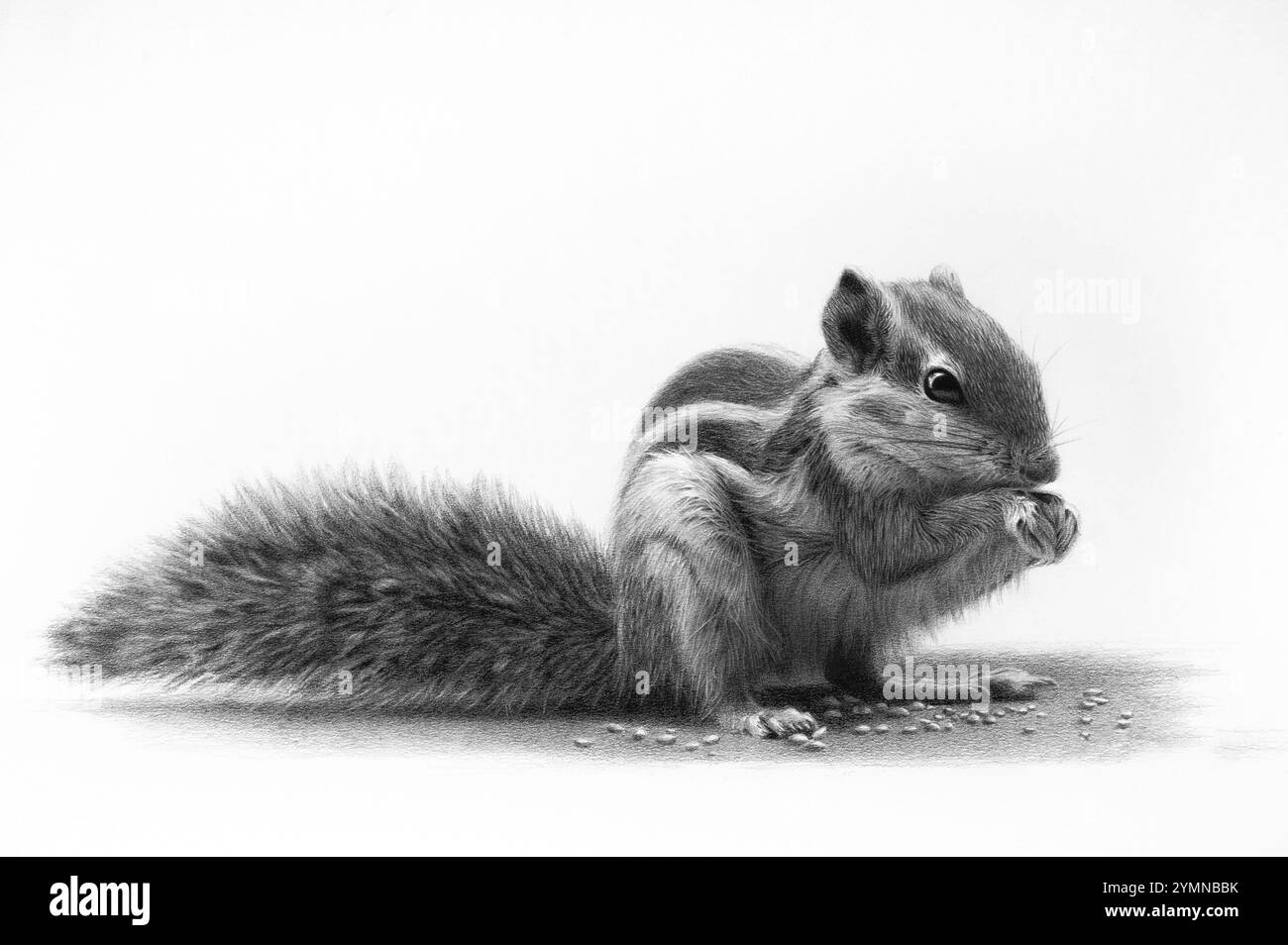 Un disegno a matita dettagliato di uno scoiattolo che stuzzica il cibo, che mostra complesse texture di pelliccia, proporzioni realistiche e una posa naturale. Foto Stock