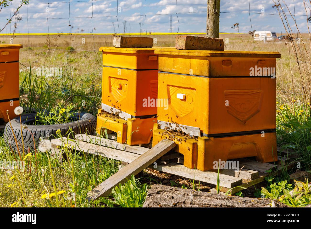 Due alveari con api attive in una giornata di sole in un apiario. Vita rurale. Foto Stock