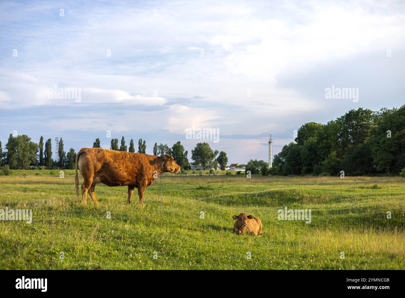 Una mucca con un piccolo vitello pascolano in un prato ai raggi del sole che tramonta. Erba verde brillante. Foto Stock