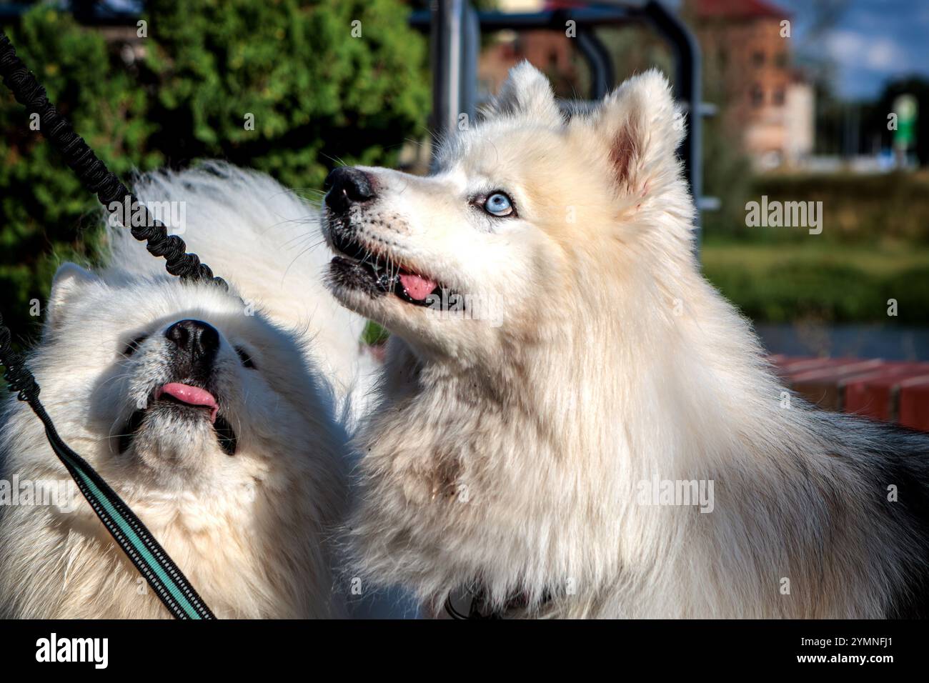 Due bellissimi cani bianchi con gli occhi blu alzarono i loro bocconcini e aspettavano un regalo dal loro proprietario. Foto Stock