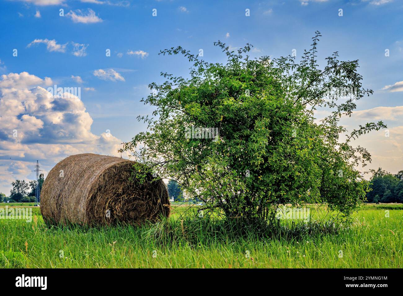 Una balla di fieno vicino a un cespuglio di rosehip in un campo. Foto di alta qualità Foto Stock