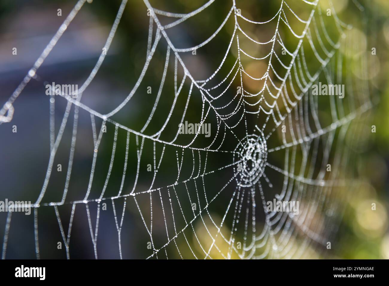 Una ragnatela coperta di rugiada brilla brillantemente mentre il sole del mattino illumina il fogliame circostante, mostrando il design intricato della natura. Foto Stock