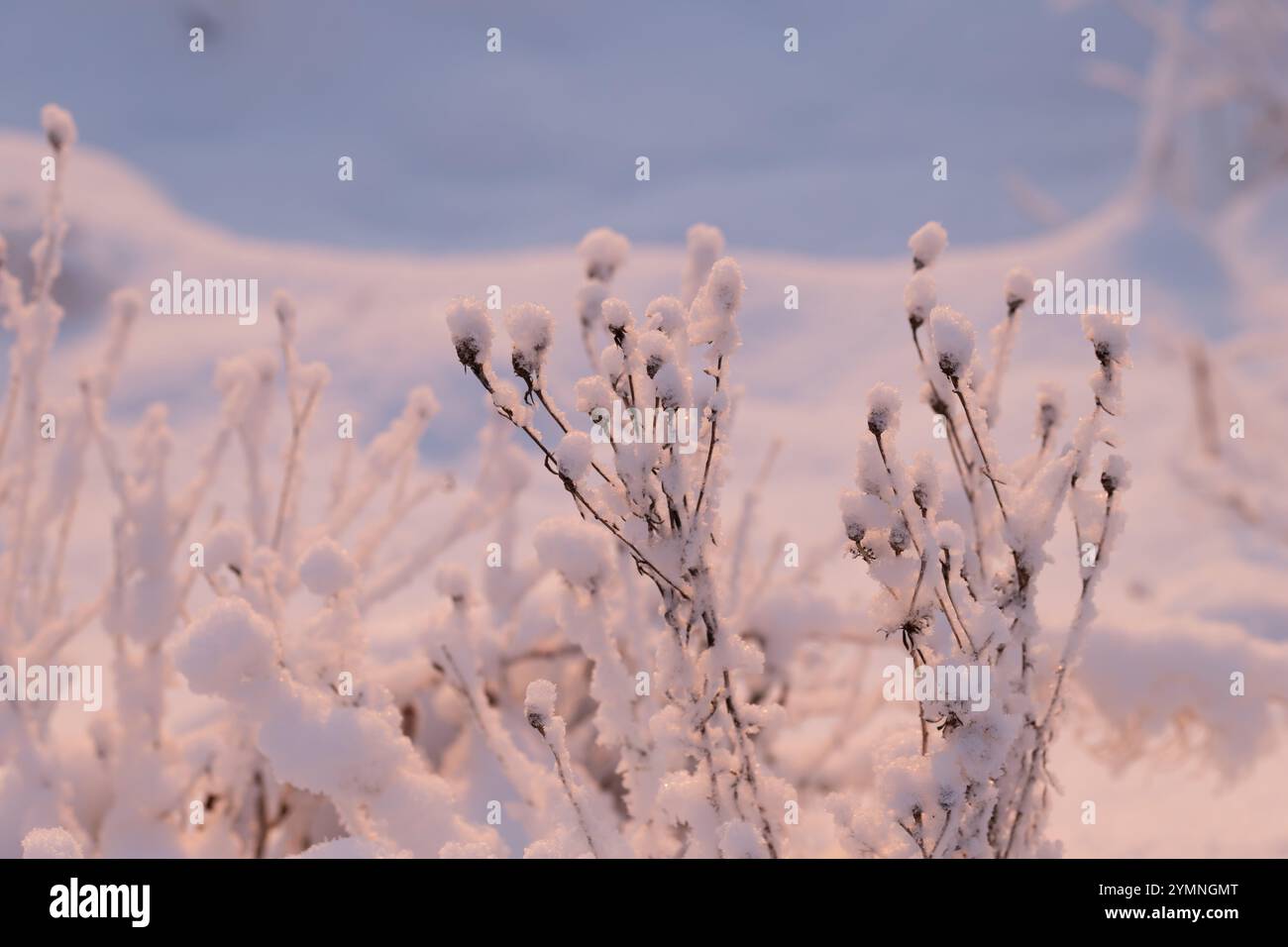 Un paesaggio invernale sereno e sognante con piante ricoperte di neve soffice e polverosa. La luce del sole del tardo pomeriggio crea una calda tonalità rosa dorata. Foto Stock
