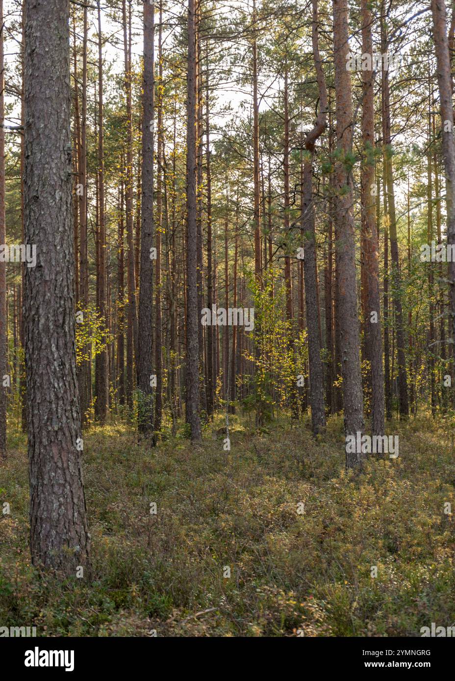 tronchi di pino paludoso, pineta sulla riva del lago, vegetazione caratteristica paludosa, silhouette di alberi, autunno Foto Stock